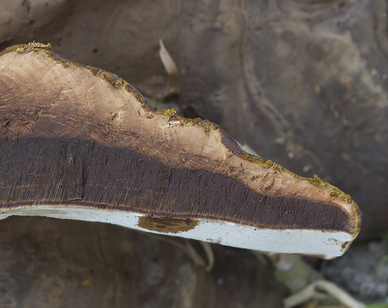 Ganoderma resinaceum